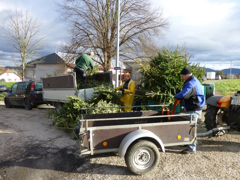Christbaumsammeln
