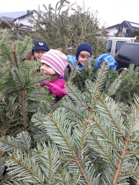 Christbaumsammelaktion