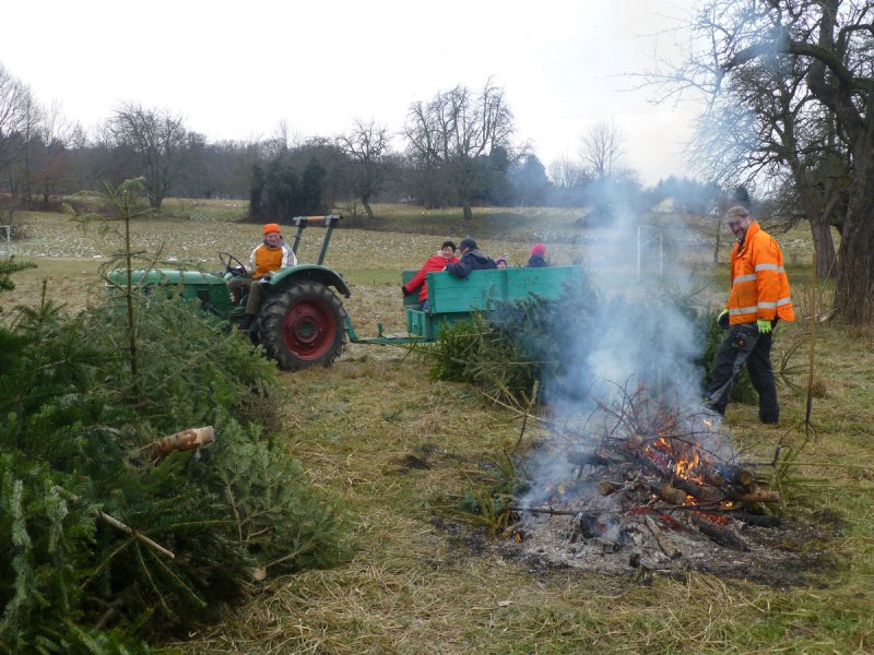 Christbaumsammeln