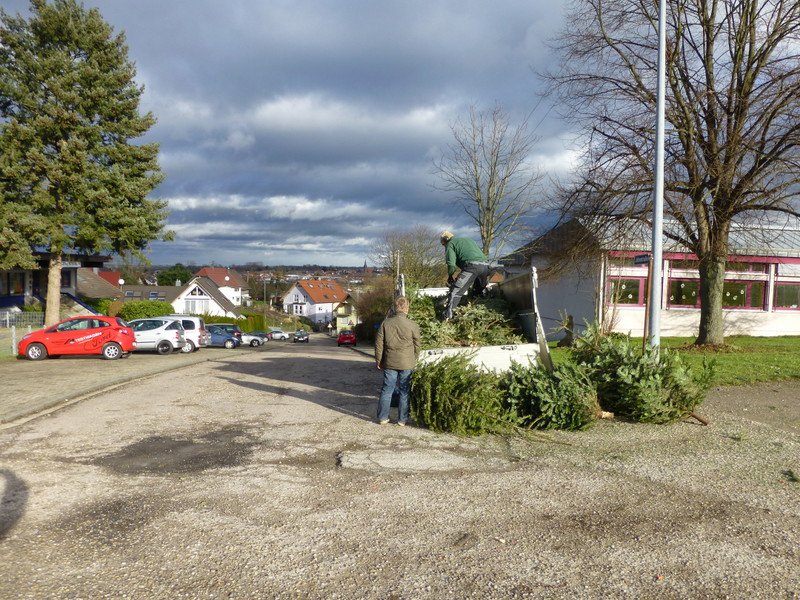 Christbaumsammeln