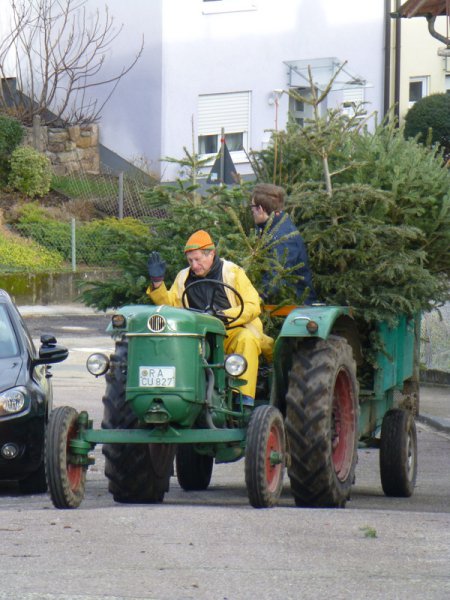 Christbaumsammeln