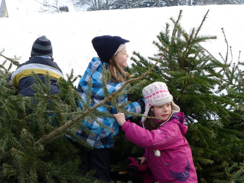 Christbaumsammelaktion
