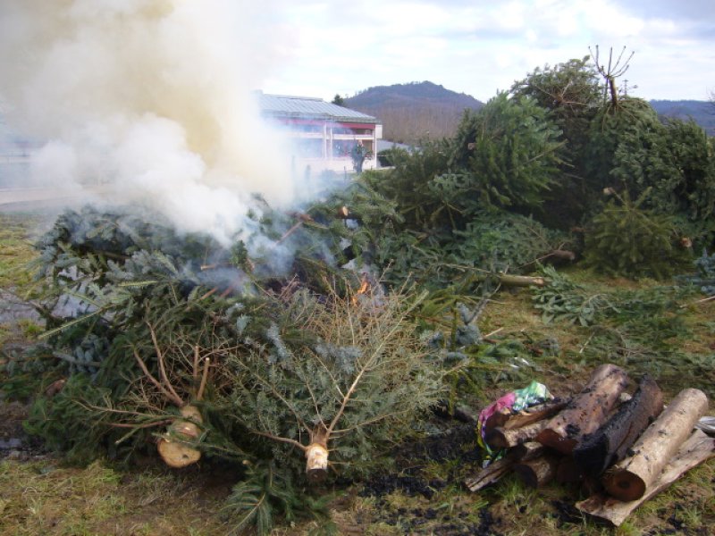 Christbaumsammelaktion