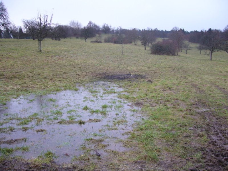 Christbaumsammelaktion