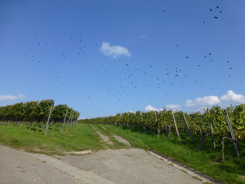 Wiiwegliimpressionen