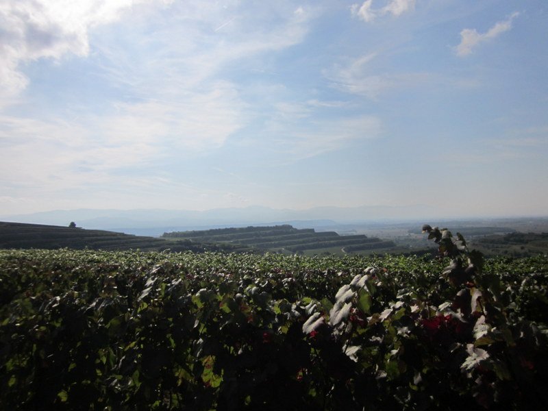 Kaiserstuhlwanderung