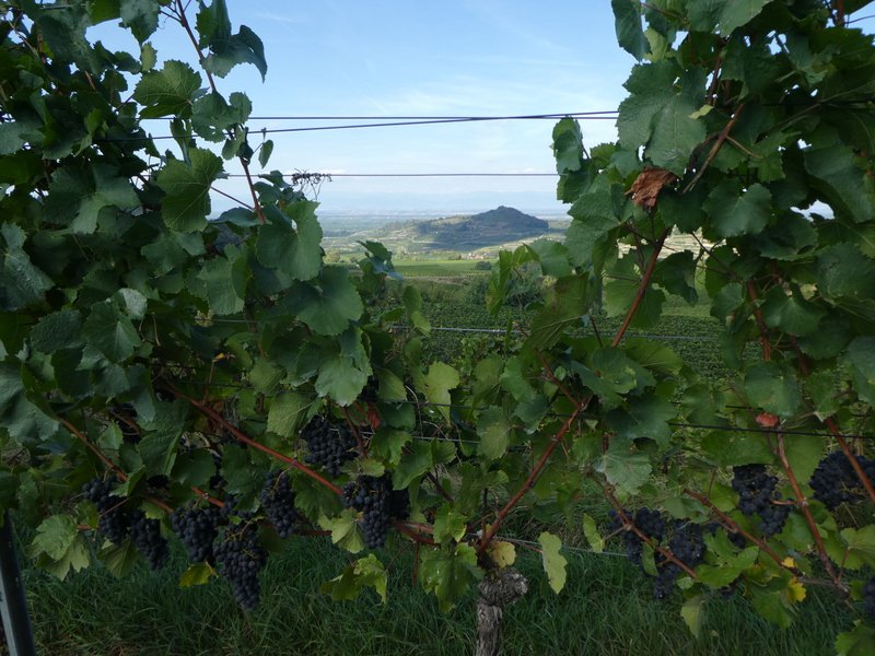 Kaiserstuhlwanderung