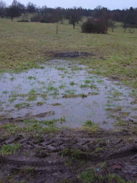 Christbaumsammelaktion