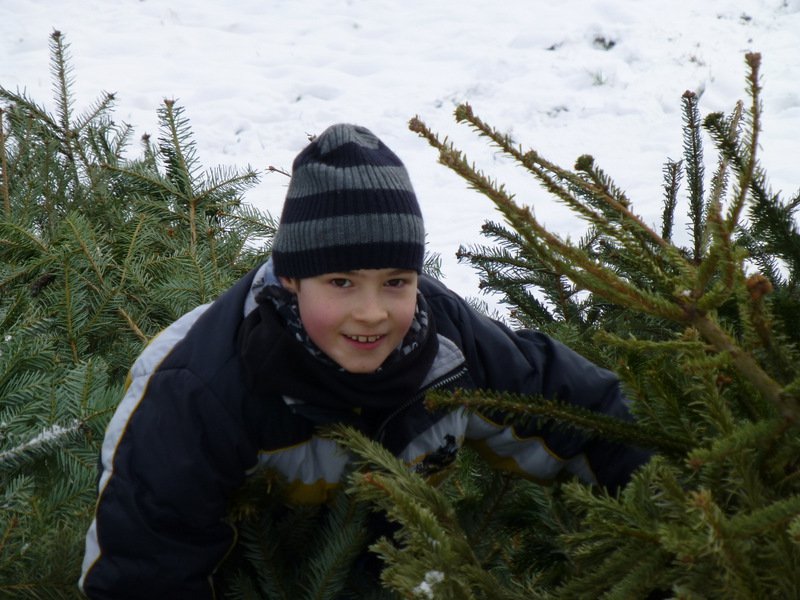 Christbaumsammelaktion