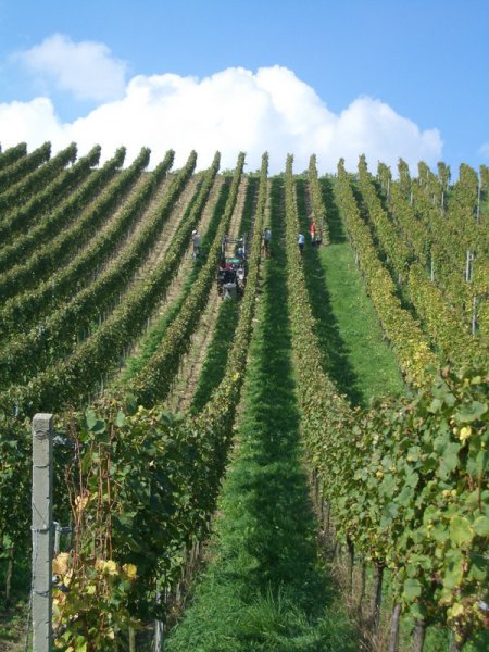 Wiiwegliimpressionen