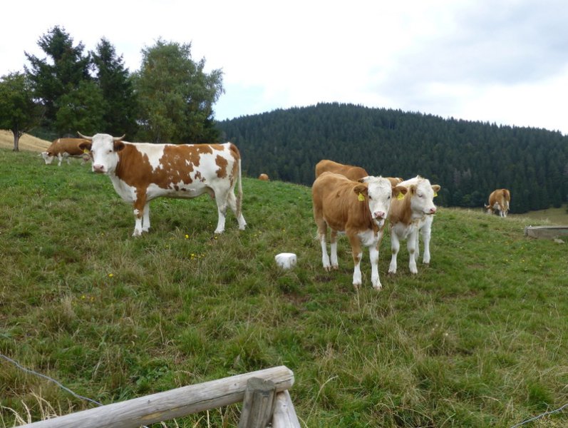 Altglashuetten